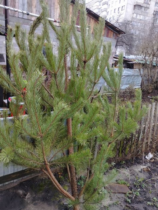 Сосна жива на Новий рік