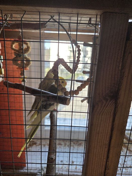 Sprzedam 4 papugi nimfy plus dwie klatki