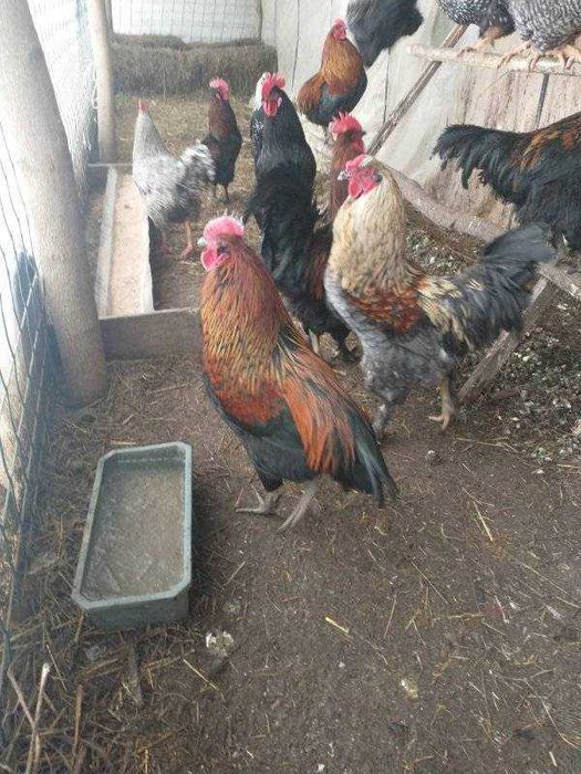 Продам домашніх півнів