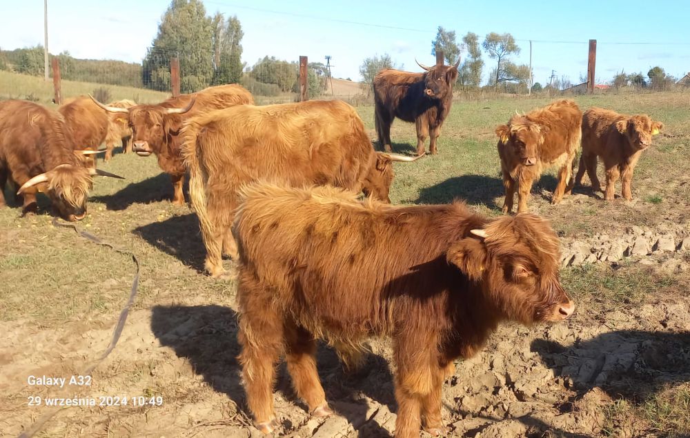 Szkockie Krowy Wysokogórskie (Highland Cattle)