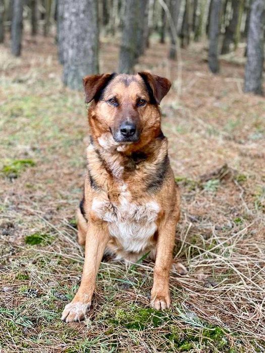 Tomi - duży, miły psiak szuka nowego domku :)