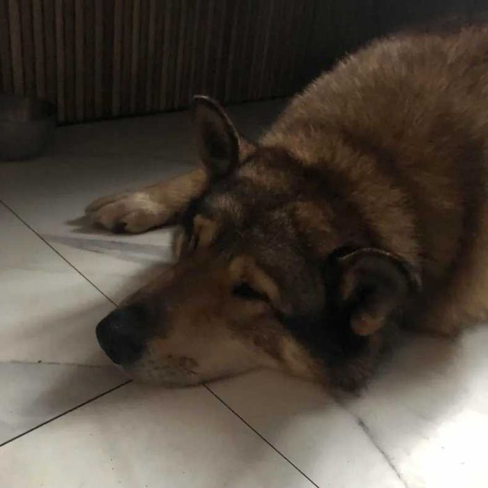 Szczeniaki szukają nowego domu