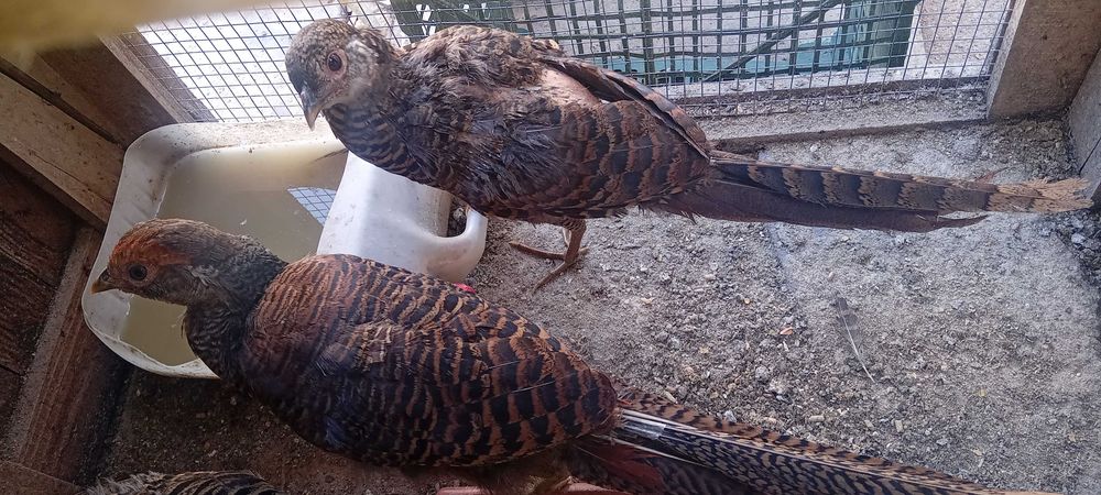 Faisões dorados para venda