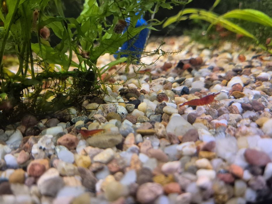 krewetki Bloody Mary