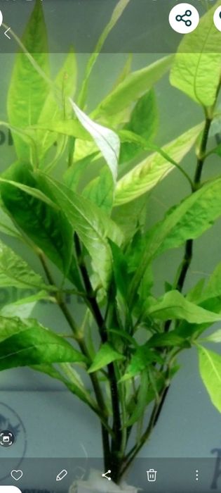 Продам аквариумное растение лимонник