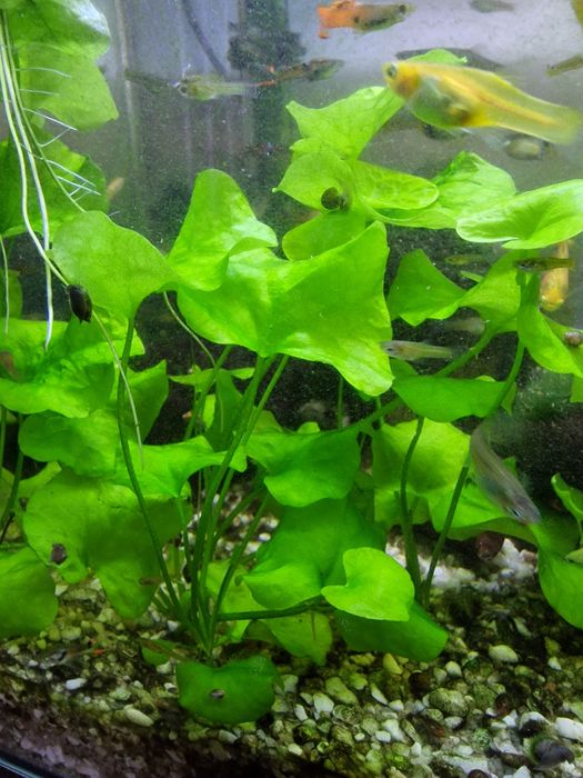 Rośliny akwariowe Nymphoides Sp. Taiwan