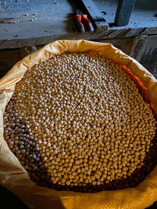 Sprzedam Groch siewny