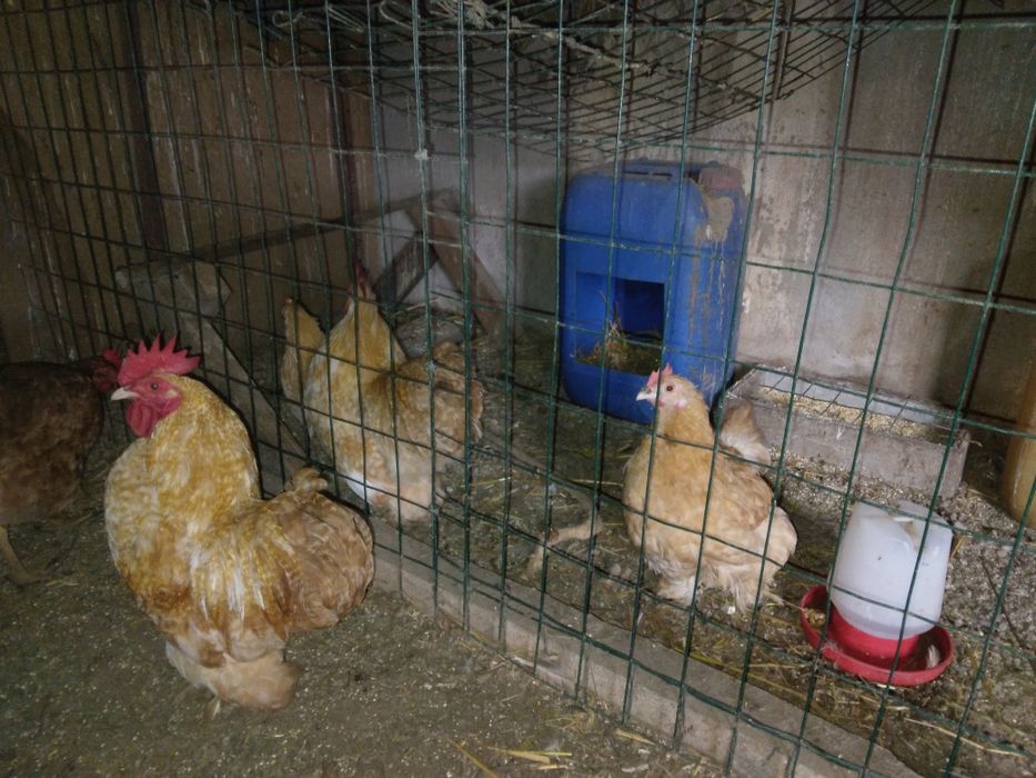 Vendo ,Garnizas pekins