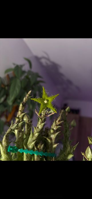 stapelie zestaw zareserwowanh