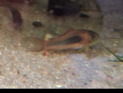 Rybki Kiryski Spiżowe młodziutkie