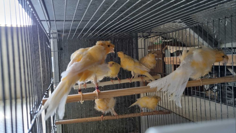 Canarios Frisados Padovanos