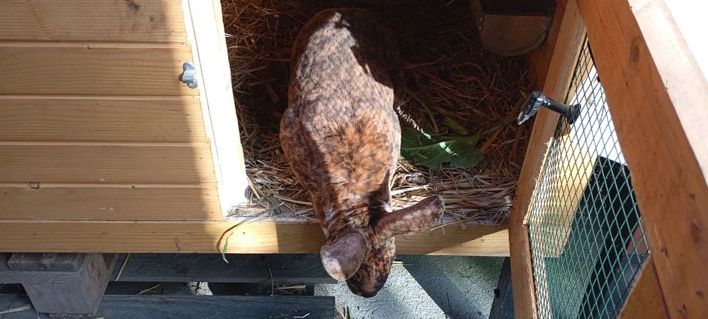 Klatki króliki hodowla