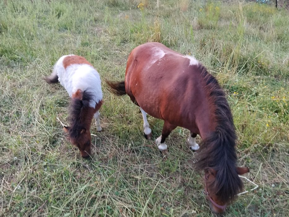 Vendo estas duas mini pôneis