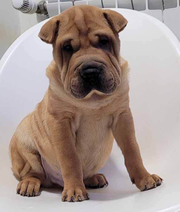 Sharpei macho bebé