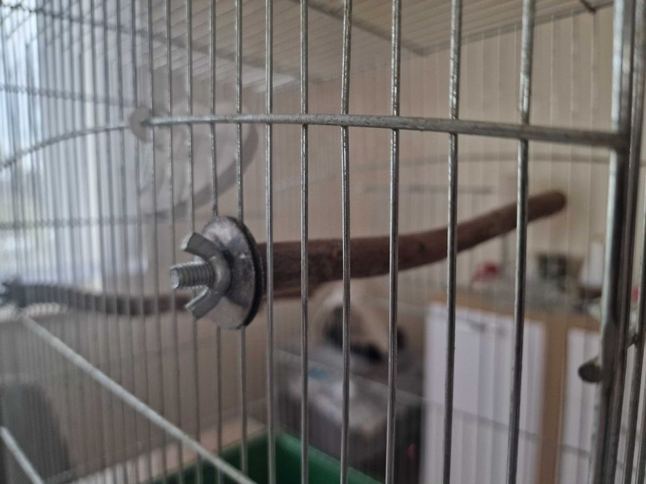 Używana klatka dla ptaka