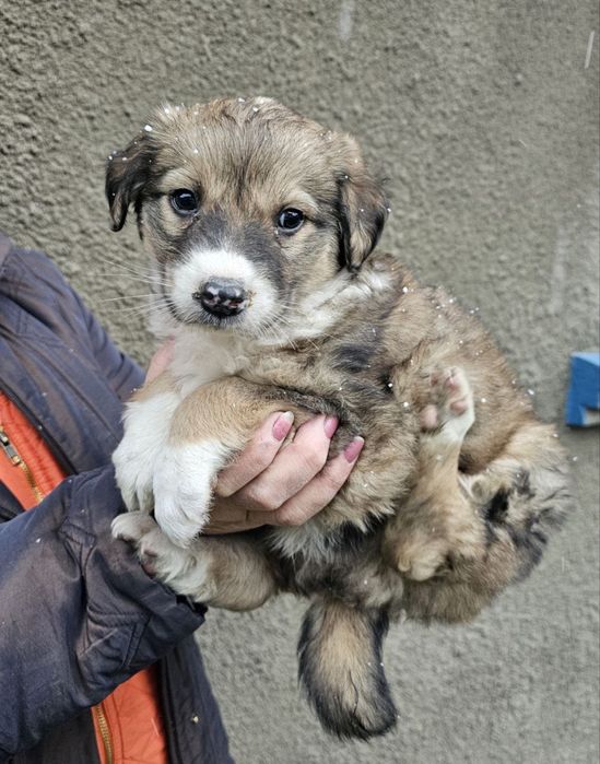 Цуценятко хлопчик в добрі руки