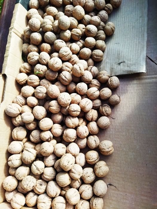 Świeże orzechy włoskie 3 kg