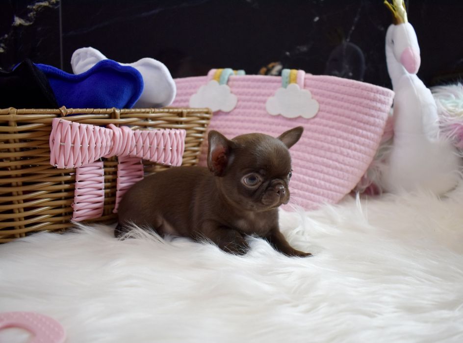 !!ZAREZERWOWANA!!Chihuahua XXS czekoladowa sunia