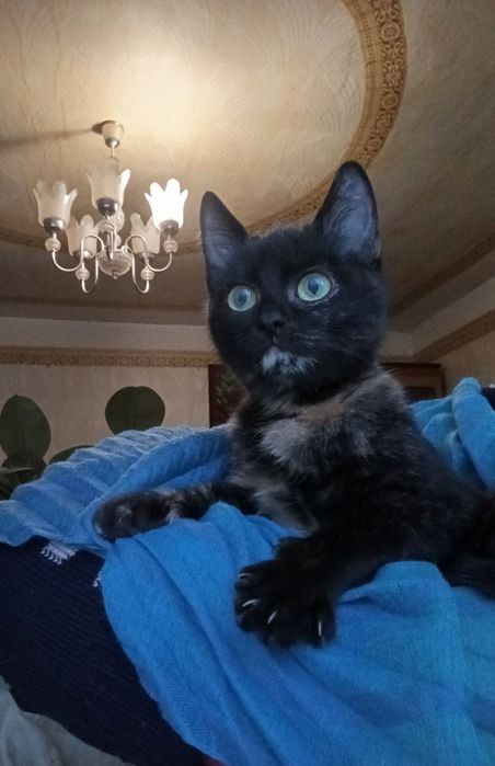 Котята котики отдам котенок девочка