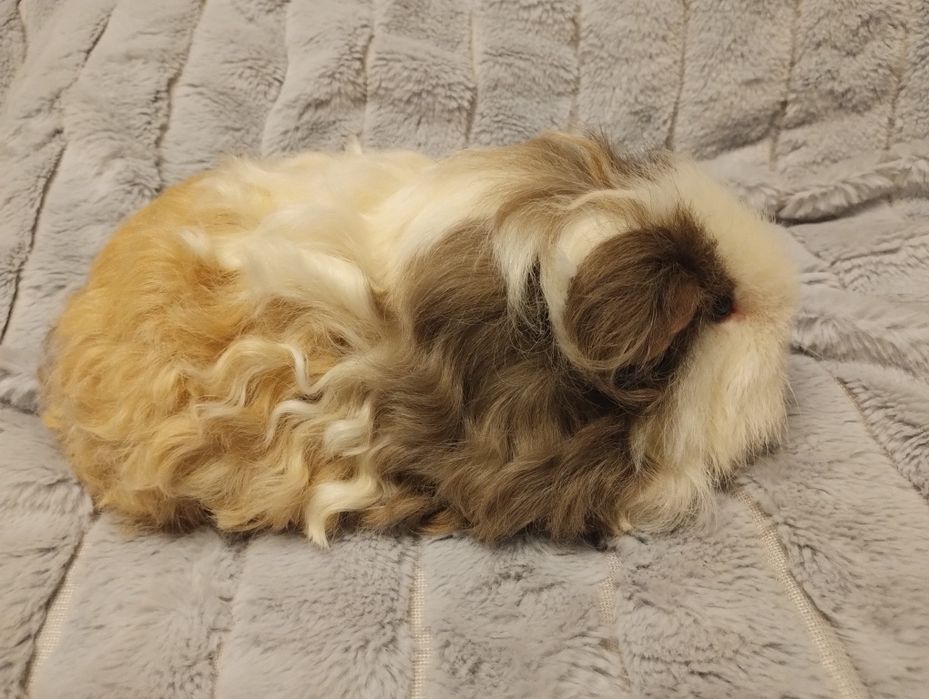 Świnka morska Alpaka