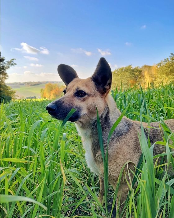 Edek pilnie szuka domu