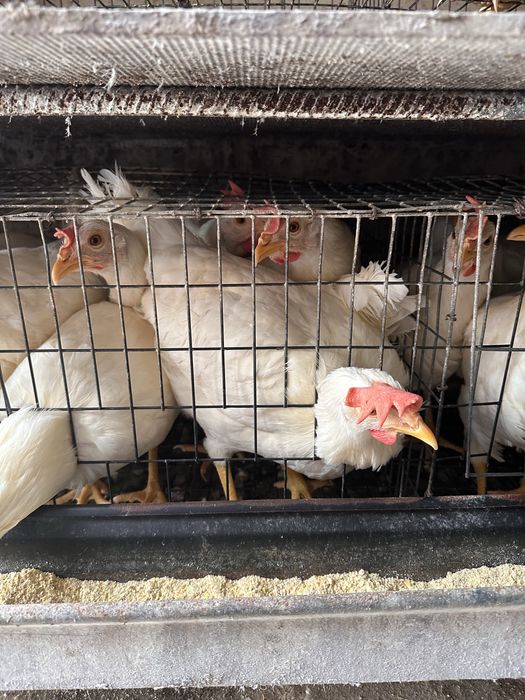 Продам курей породи біла Легорна