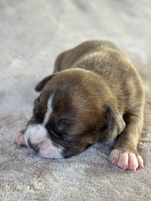 Błekitno-płowa suczka SKANDI Amstaff ZKwP FCI po Championach