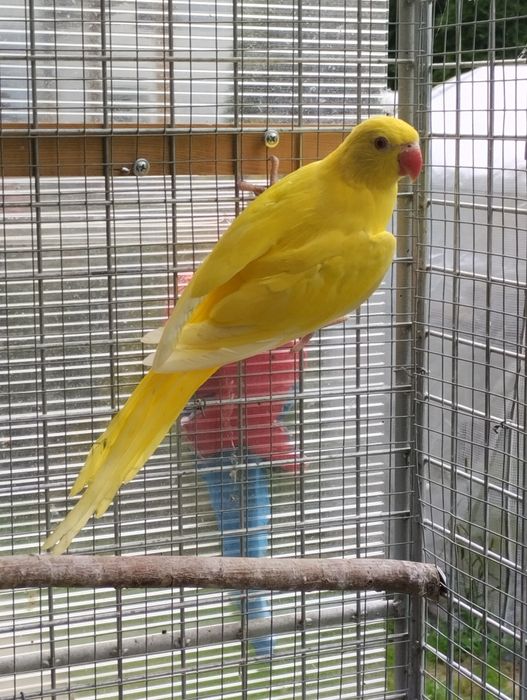 Aleksandretty obrożne żółte