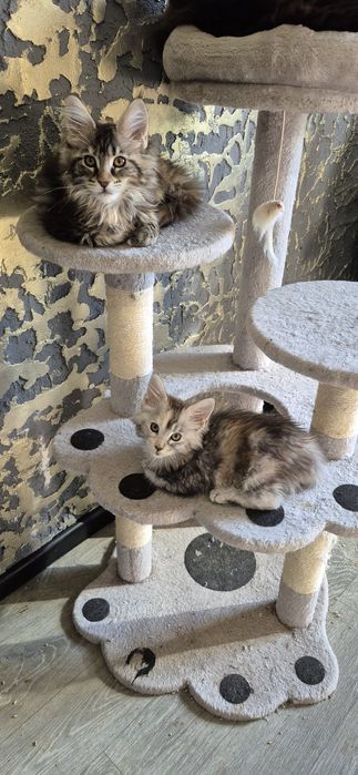 Котята Мейн кун мальчики и девочки