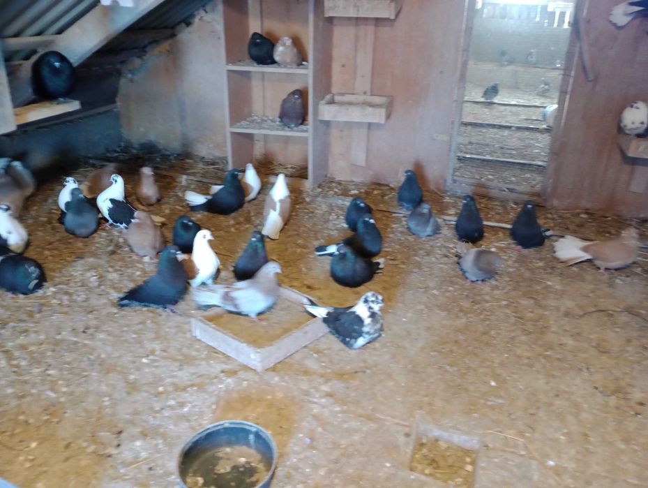 Sprzedam gołębie szaryki