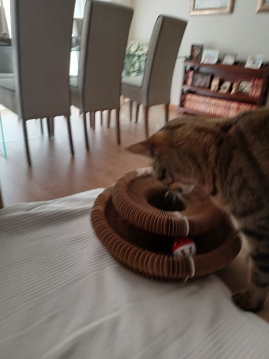 Brinquedo novo para gatinho