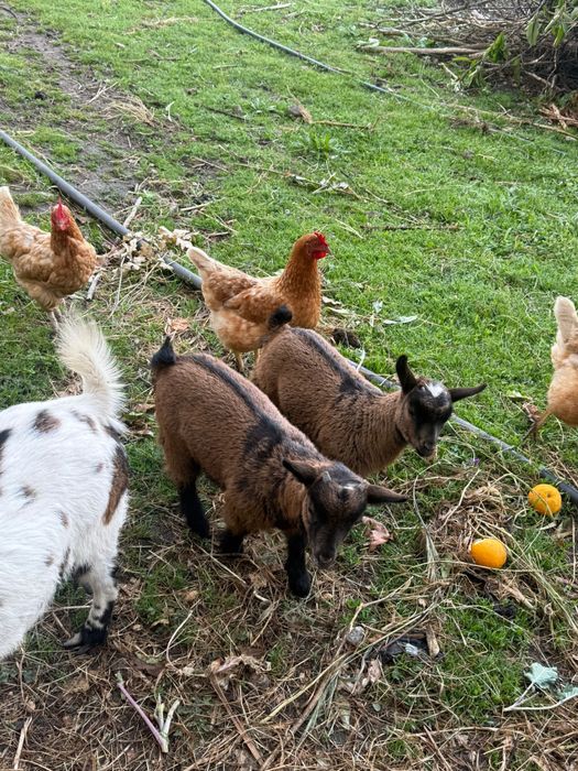 Cabras anãs muito meigas para venda