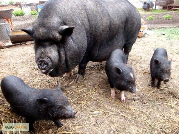 Вʼєтнамські поросята!