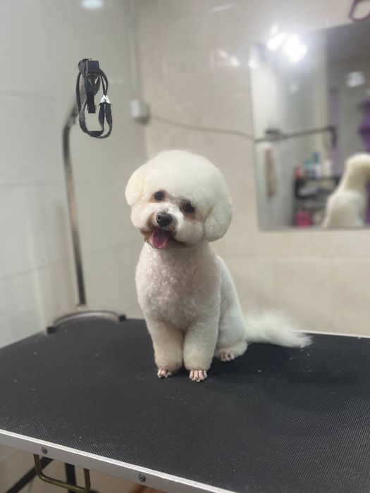 Груминг для животных