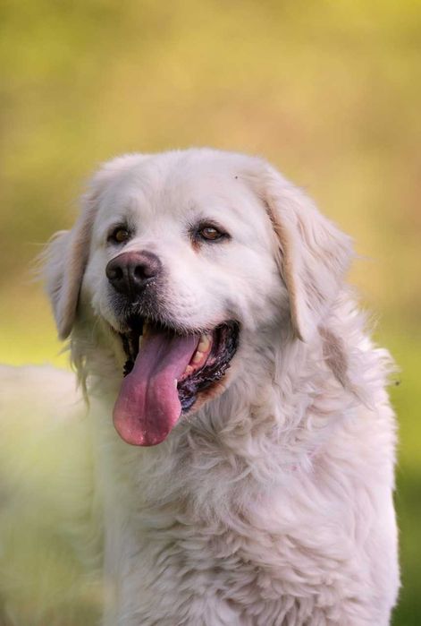 Wrażliwy i lojalny Nazir czeka na spokojny, kochający dom