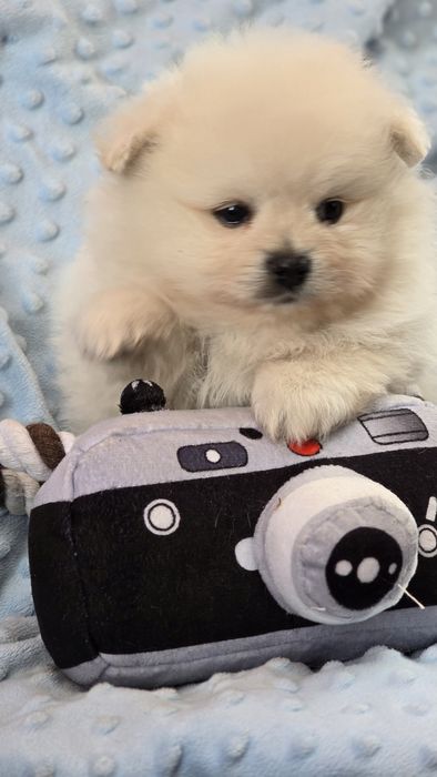 Pomeranian szpic miniaturowy zkwp FCI