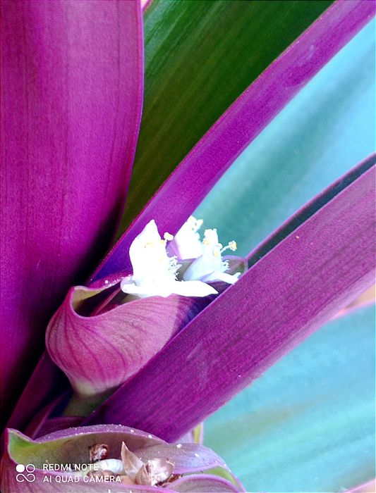 Цветок Рео, или "ладья Моисея"