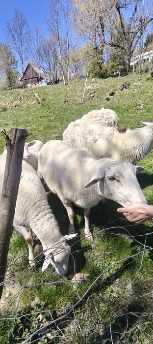 Sprzeda owcę po pierwszym wykocie