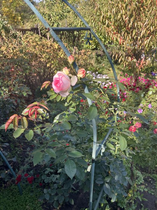 Продаж дачноі ділянки