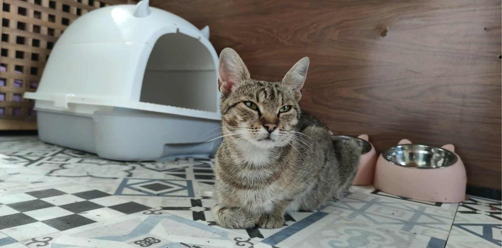 Przytulaśna burasia do adopcji < 3