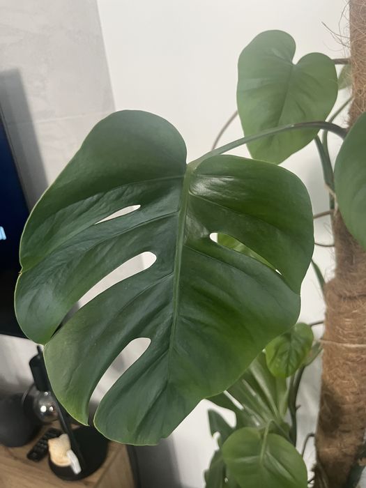 Monstera Deliciosa