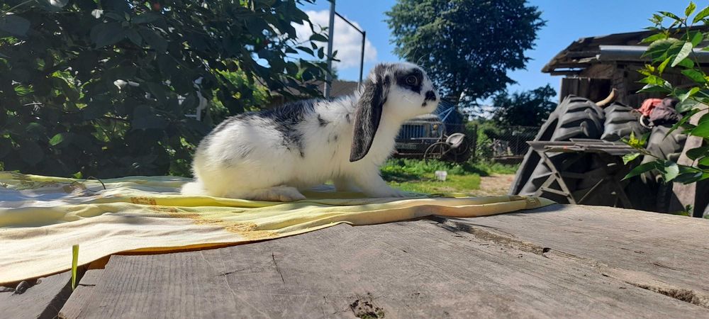 Продам  кролики  , породи француський  баран. Чисто кровні.