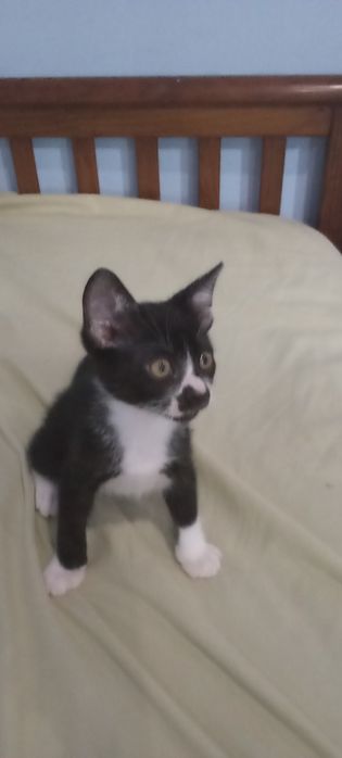 Gatinho pantufas