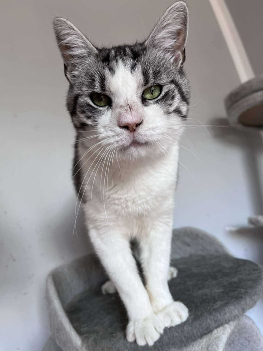 Super śmieszny kocurek do adopcji :)