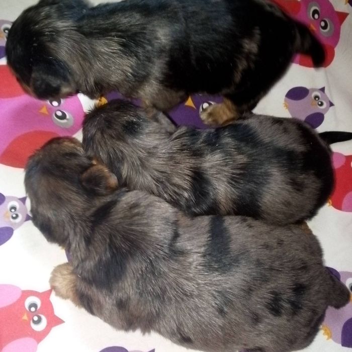 Продам йорків окрасу блю мерле.