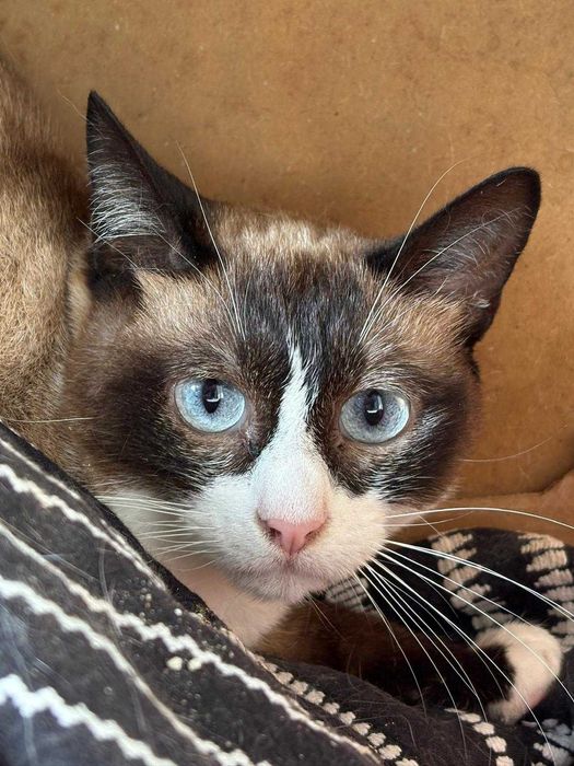 Gata para adoçao (Hope)