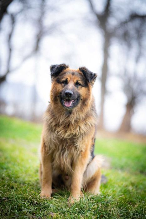 Piesek w typie owczarek niemiecki