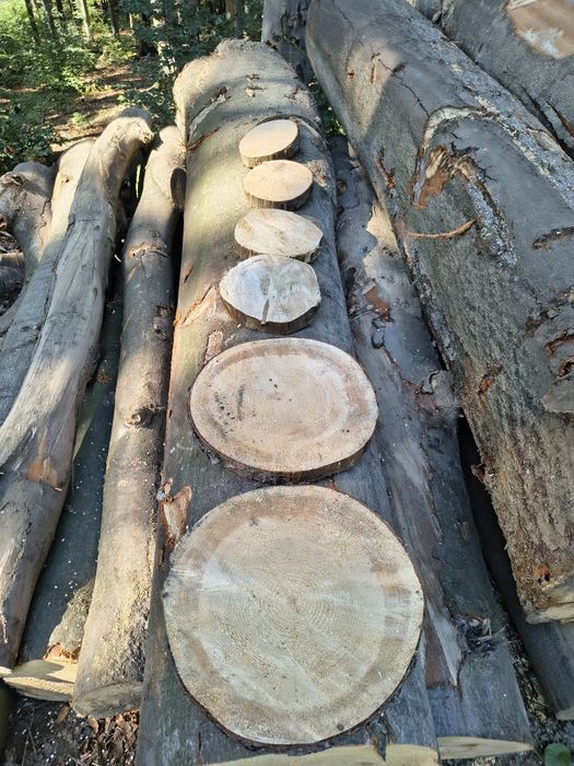 Plastry drewna 6 sztuk