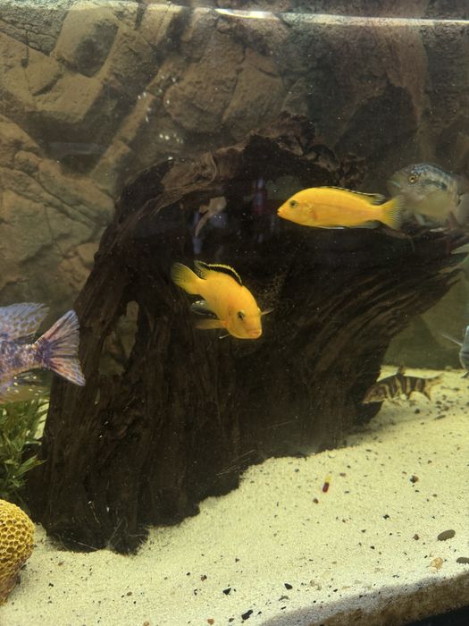 Акваріум 450л повний комплект: тумба, обладднання, декор +