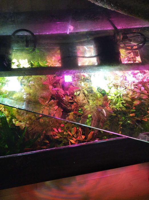 Акваріумні  рослини (ціна за набір)